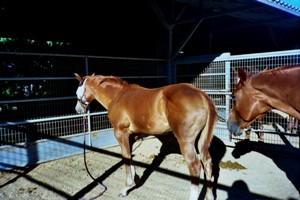  Tee Rose...Chestnut filly sired Temon N Tyme X Im Obsessed