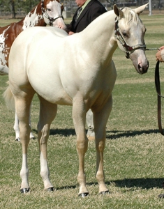 TNT Talk of the Town (Sheila).....Palomino Filly by IM A HOT TOPIC